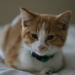 Meet your Posher, Laurie